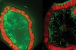 Image of CCR Connections front page: Seeing the Multiple Dimensions of Cancer.