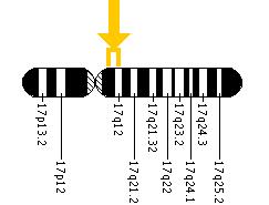 The ERBB2 gene is located on the long (q) arm of chromosome 17 between positions 11.2 and 12.
