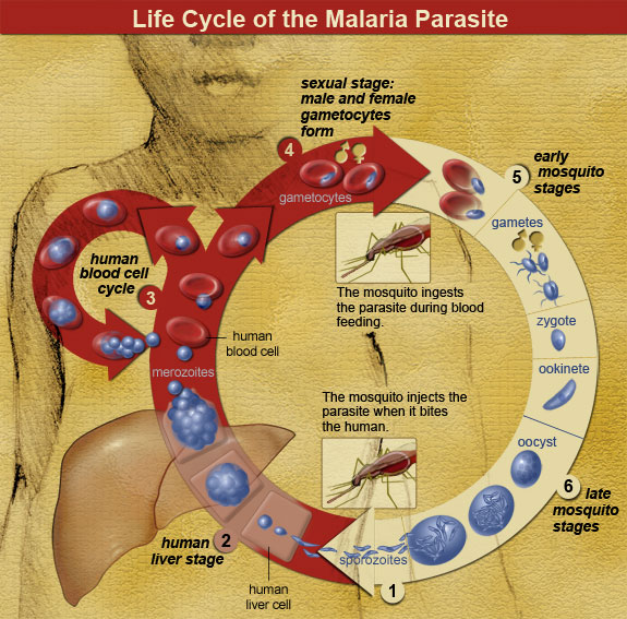 Malaria life cycle illustration.