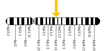 The NBN gene is located on the long (q) arm of chromosome 8 at position 21.