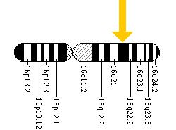 The CDH1 gene is located on the long (q) arm of chromosome 16 at position 22.1.
