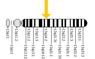 The RB1 gene is located on the long (q) arm of chromosome 13 at position 14.2.