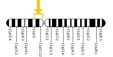 The EXT2 gene is located on the short (p) arm of chromosome 11 between positions 12 and 11.