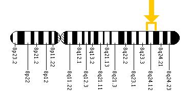 The EXT1 gene is located on the long (q) arm of chromosome 8 between positions 24.11 and 24.13.