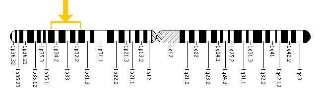 The MUTYH gene is located on the short (p) arm of chromosome 1 between positions 34.3 and 32.1.