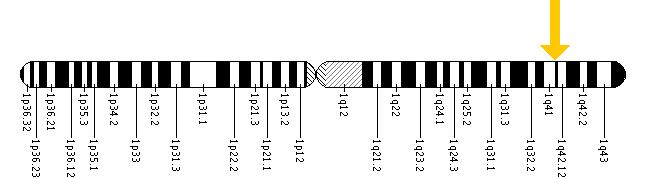 The FH gene is located on the long (q) arm of chromosome 1 at position 42.1.