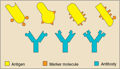 Antigens carry marker molecules that identify them as foreign.