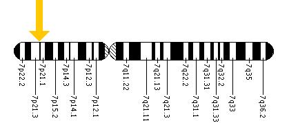 The TWIST1 gene is located on the short (p) arm of chromosome 7 at position 21.2.