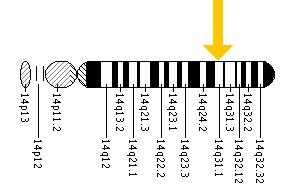 The TSHR gene is located on the long (q) arm of chromosome 14 at position 31.