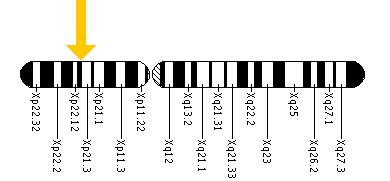 The TRAPPC2 gene is located on the short (p) arm of the X chromosome at position 22.