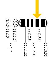 The TYMP gene is located on the long (q) arm of chromosome 22 at position 13.