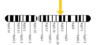 The TIMM8A gene is located on the long (q) arm of the X chromosome at position 22.1.