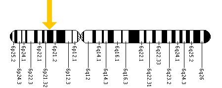 The TNXB gene is located on the short (p) arm of chromosome 6 at position 21.3.