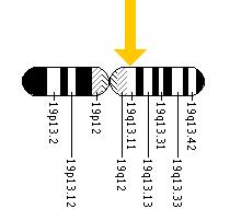 The TYROBP gene is located on the long (q) arm of chromosome 19 at position 13.1.