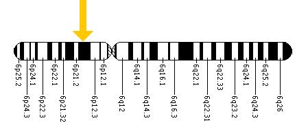 The TREM2 gene is located on the short (p) arm of chromosome 6 at position 21.1.