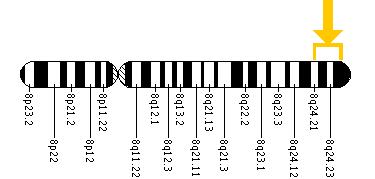 The TG gene is located on the long (q) arm of chromosome 8 between positions 24.2 and 24.3.
