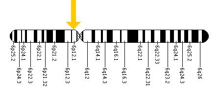 The TFAP2B gene is located on the short (p) arm of chromosome 6 at position 12.