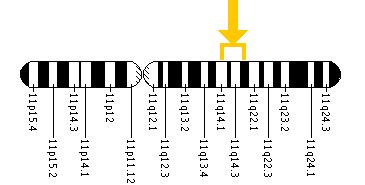 The TYR gene is located on the long (q) arm of chromosome 11 between positions 14 and 21.