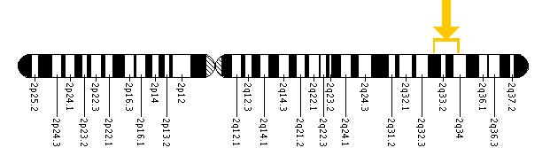 The BMPR2 gene is located on the long (q) arm of chromosome 2 between positions 33 and 34.