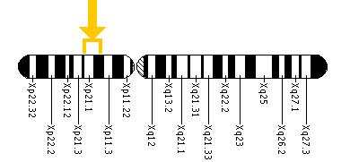 The BCOR gene is located on the short (p) arm of the X chromosome between positions 21.2 and 11.4.