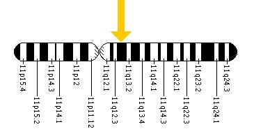 The BEST1 gene is located on the long (q) arm of chromosome 11 at position 13.