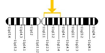 The BSCL2 gene is located on the long (q) arm of chromosome 11 between positions 12 and 13.5.