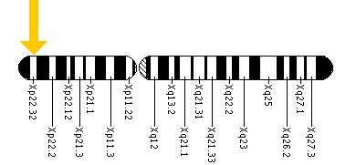 The KAL1 gene is located on the short (p) arm of the X chromosome at position 22.32.