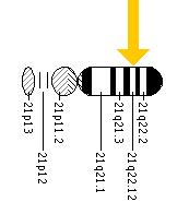 The KCNE2 gene is located on the long (q) arm of chromosome 21 at position 22.12.