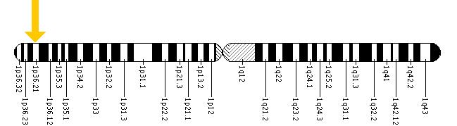 The KIF1B gene is located on the short (p) arm of chromosome 1 at position 36.2.