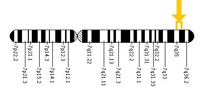 The KCNH2 gene is located on the long (q) arm of chromosome 7 between positions 35 and 36.