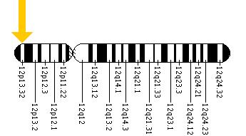 The KCNA1 gene is located on the short (p) arm of chromosome 12 at position 13.32.