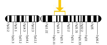 The KRIT1 gene is located on the long (q) arm of chromosome 7 between positions 21 and 22.