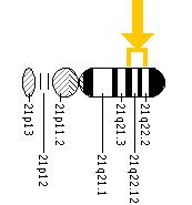 The KCNE1 gene is located on the long (q) arm of chromosome 21 between positions 22.1 and 22.2.