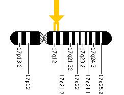 The KRT14 gene is located on the long (q) arm of chromosome 17 between positions 12 and 21.