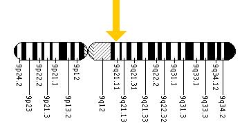 The VPS13A gene is located on the long (q) arm of chromosome 9 at position 21.