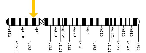 The UCHL1 gene is located on the short (p) arm of chromosome 4 at position 14.