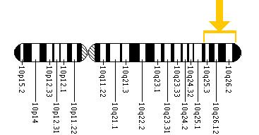 The UROS gene is located on the long (q) arm of chromosome 10 between positions 25.2 and 26.3.