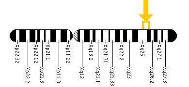 The OCRL gene is located on the long (q) arm of the X chromosome between positions 25 and 26.1.