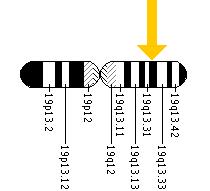 The OPA3 gene is located on the long (q) arm of chromosome 19 at position 13.32.
