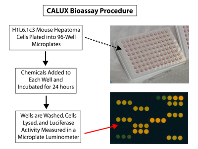 CALUX bioassay procedure