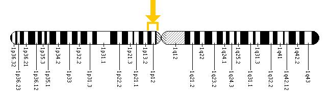 The NOTCH2 gene is located on the short (p) arm of chromosome 1 between positions 13 and 11.
