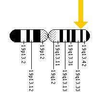 The NLRP12 gene is located on the long (q) arm of chromosome 19 at position 13.41.