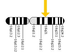 The NOD2 gene is located on the long (q) arm of chromosome 16 at position 21.