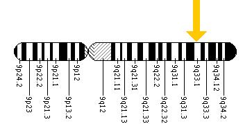 The NR5A1 gene is located on the long (q) arm of chromosome 9 at position 33.