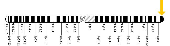 The NLRP3 gene is located on the long (q) arm of chromosome 1 at position 44.