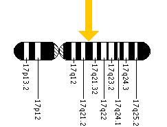 The NAGS gene is located on the long (q) arm of chromosome 17 at position 21.31.