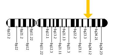 The NDRG1 gene is located on the long (q) arm of chromosome 8 at position 24.