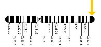 The NSDHL gene is located on the long (q) arm of the X chromosome at position 28.