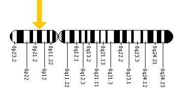 The NEFM gene is located on the short (p) arm of chromosome 8 at position 21.