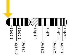 The MEFV gene is located on the short (p) arm of chromosome 16 at position 13.3.